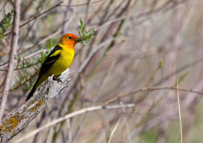 Western Tanager